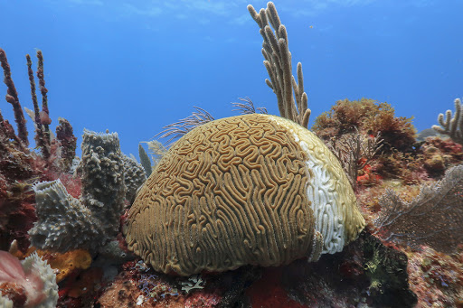 Coral threats and diseases