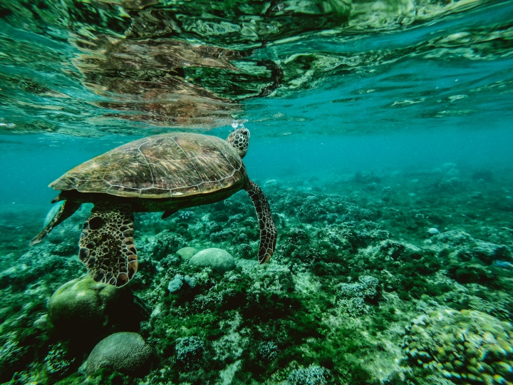 Carey Turtles: Quiribrí Island (Conservation)